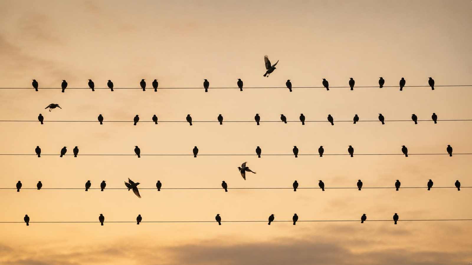 Vol d'étourneaux, image du mouvement collectif
